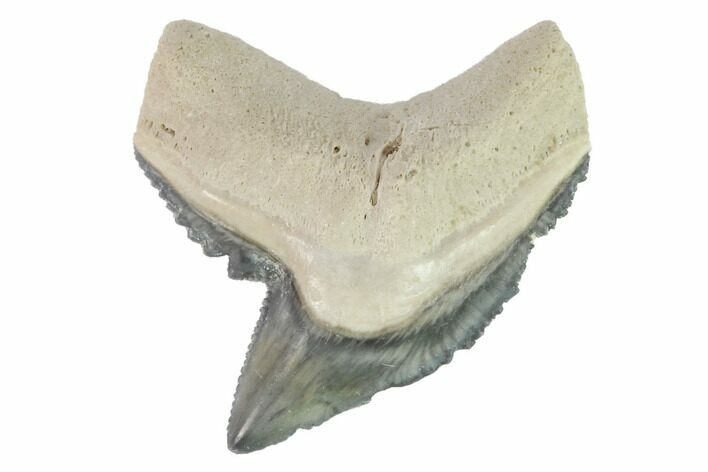 Fossil Tiger Shark Tooth - Bone Valley, Florida #145152